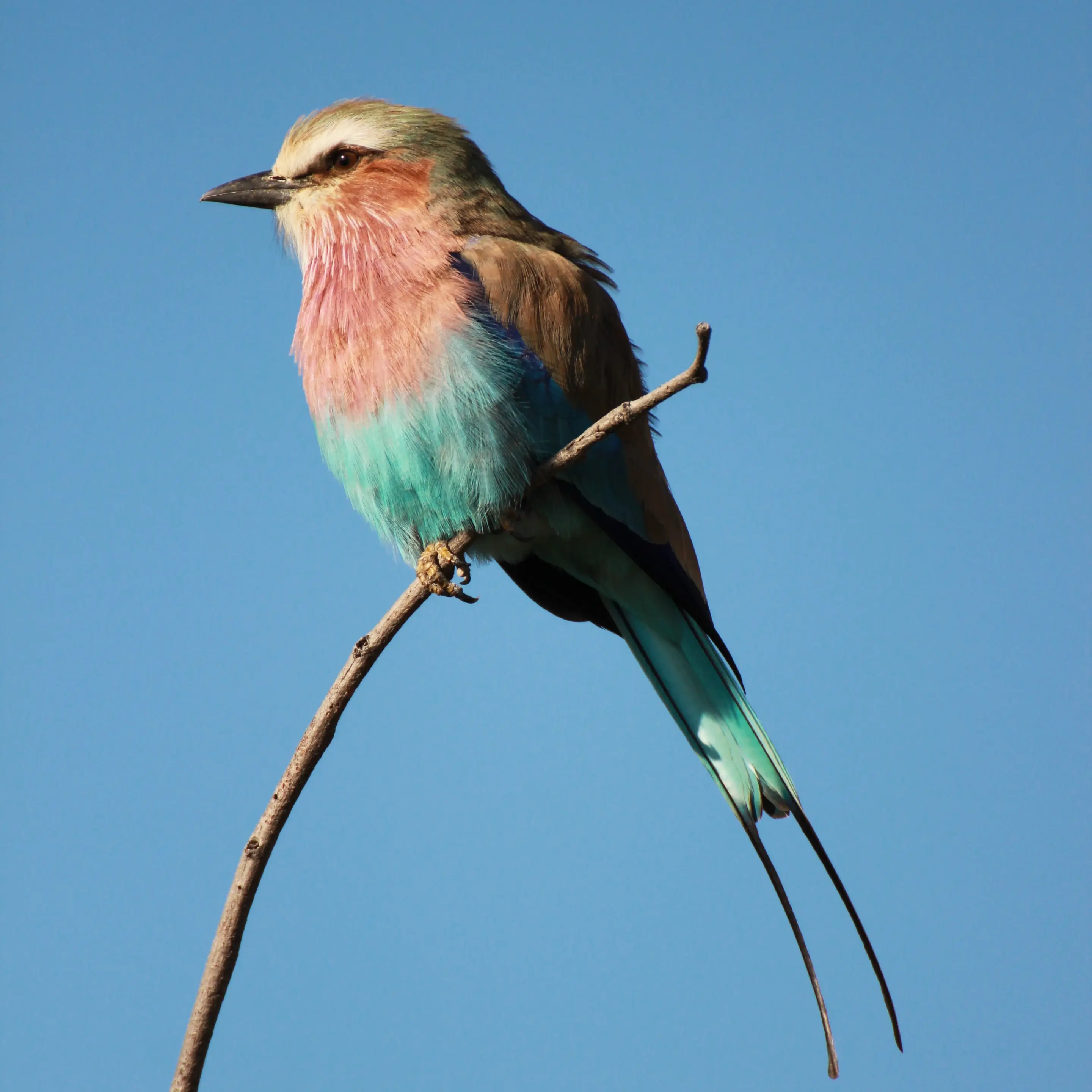 Multicolored bird on a twig
